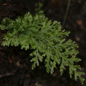 Trichomanes_speciosum_Krzysztof Ziarnek.jpg