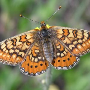 Euphydryas_aurinia_female_Le.Loup.Gris.jpg