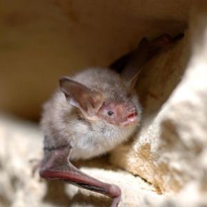 Myotis_bechsteinii_Gilles-San-Martin_web.jpg